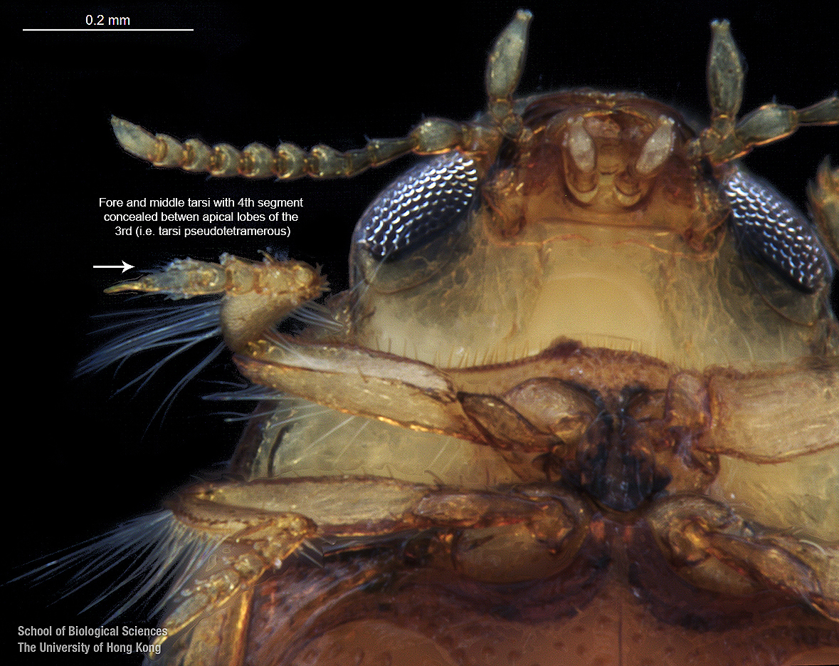 Head in ventral view